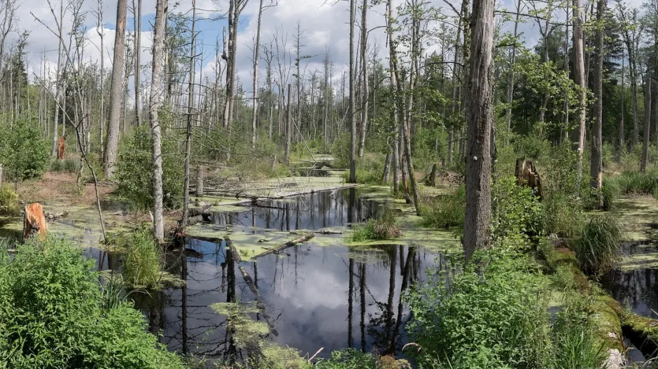 Rubrik_Naturschutz___Biodiv_Bialowieza_II_c._Pixabay_marsh-1610576_1920